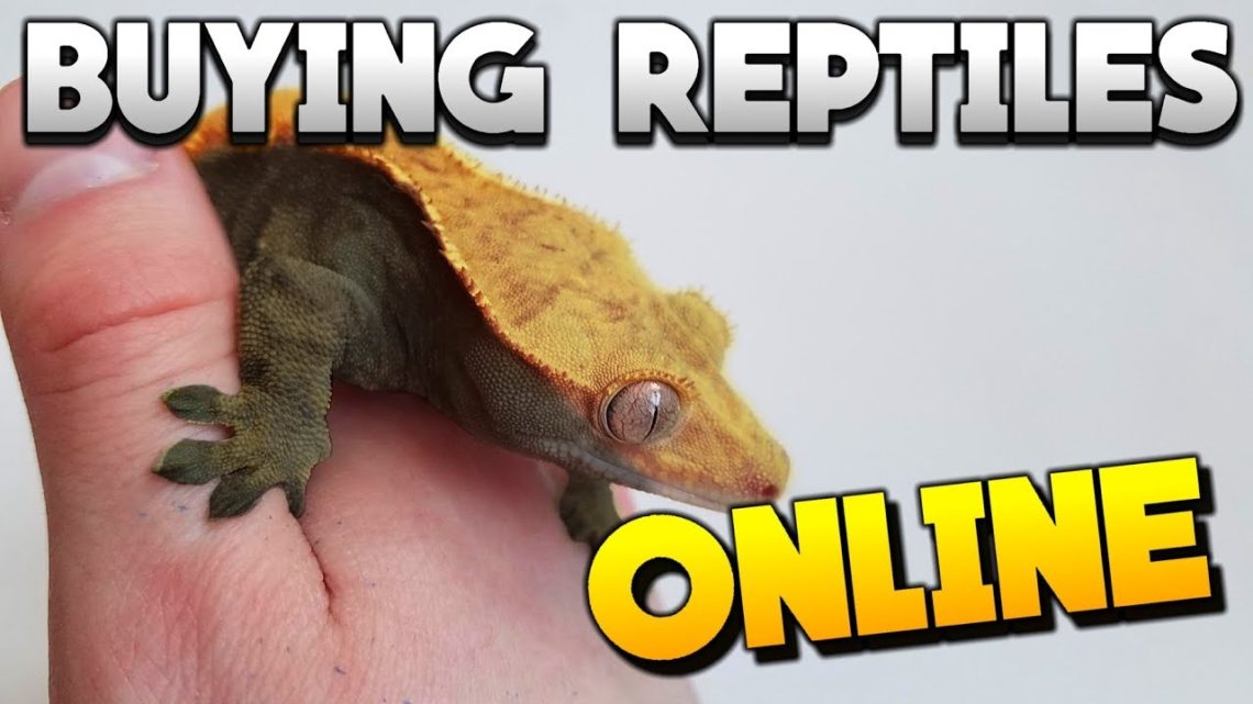 The Best Places To Buy Reptiles Online! Beginners Guide! – Reptile Keeper