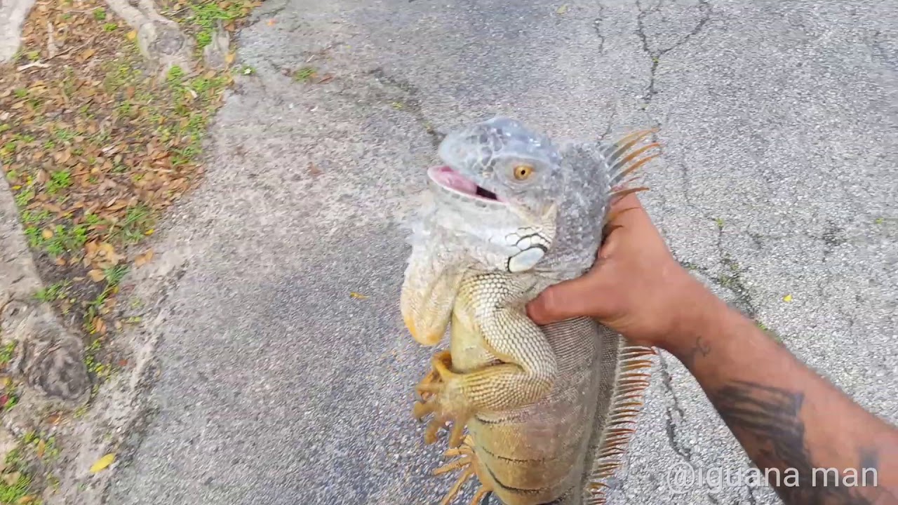 Whats The Best Way To Catch Iguanas In Florida Catching Reptiles