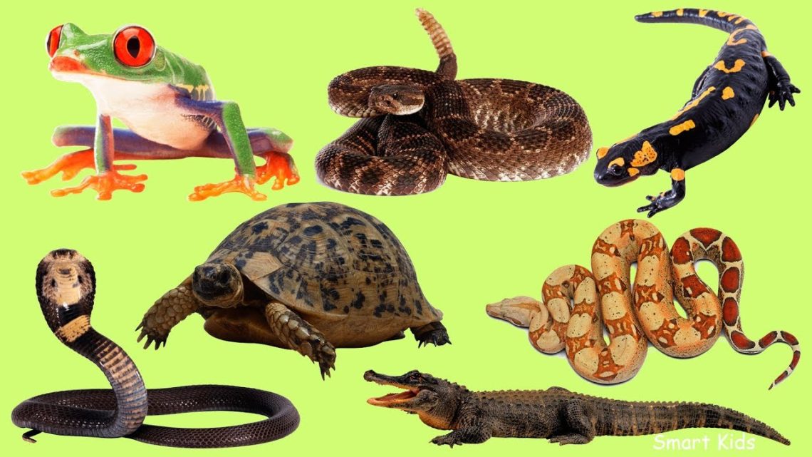 Animals for Kids | Learn Amphibians and reptiles | Learn names and