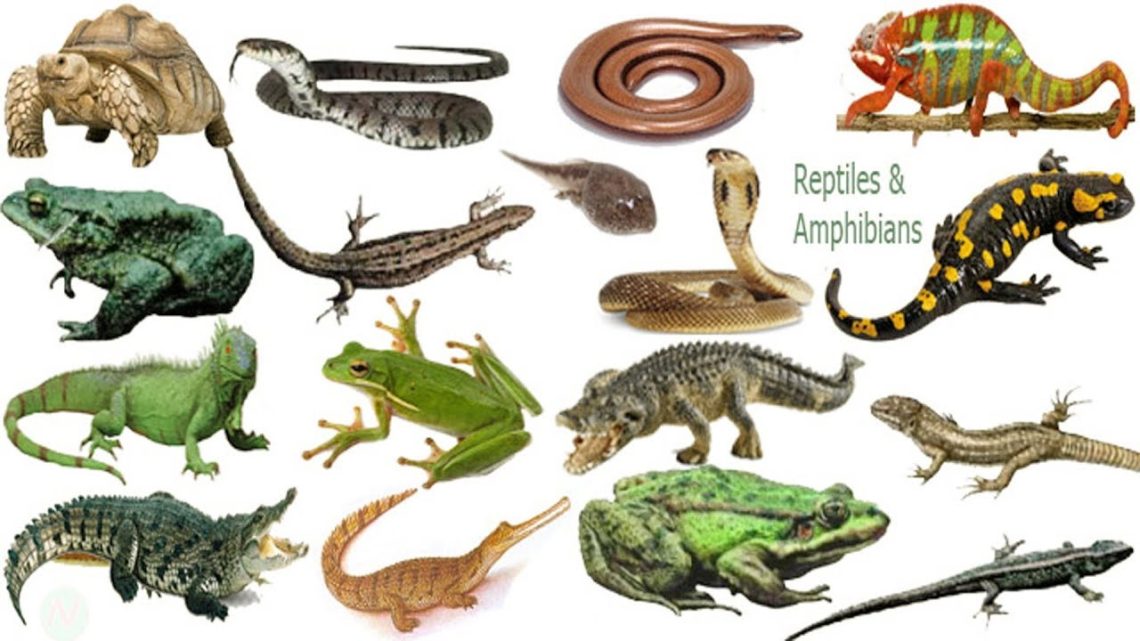 Reptiles & Amphibians Name Meaning & Picture | সরীসৃপ্‌ | Necessary