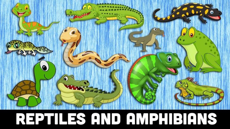 REPTILES for Kids | Learn REPTILES and AMPHIBIANS animals Names for