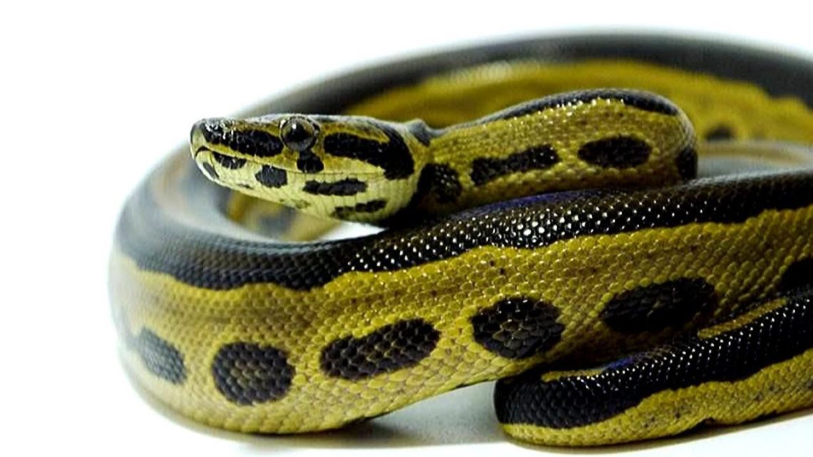 Top 5 Craziest Hybrid Reptiles Reptile Keeper