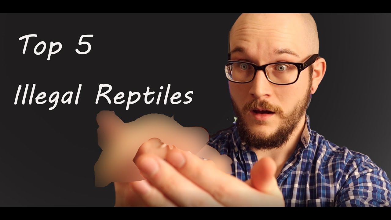 The Top 5 Most Illegal Reptiles In The World! – Reptile Keeper