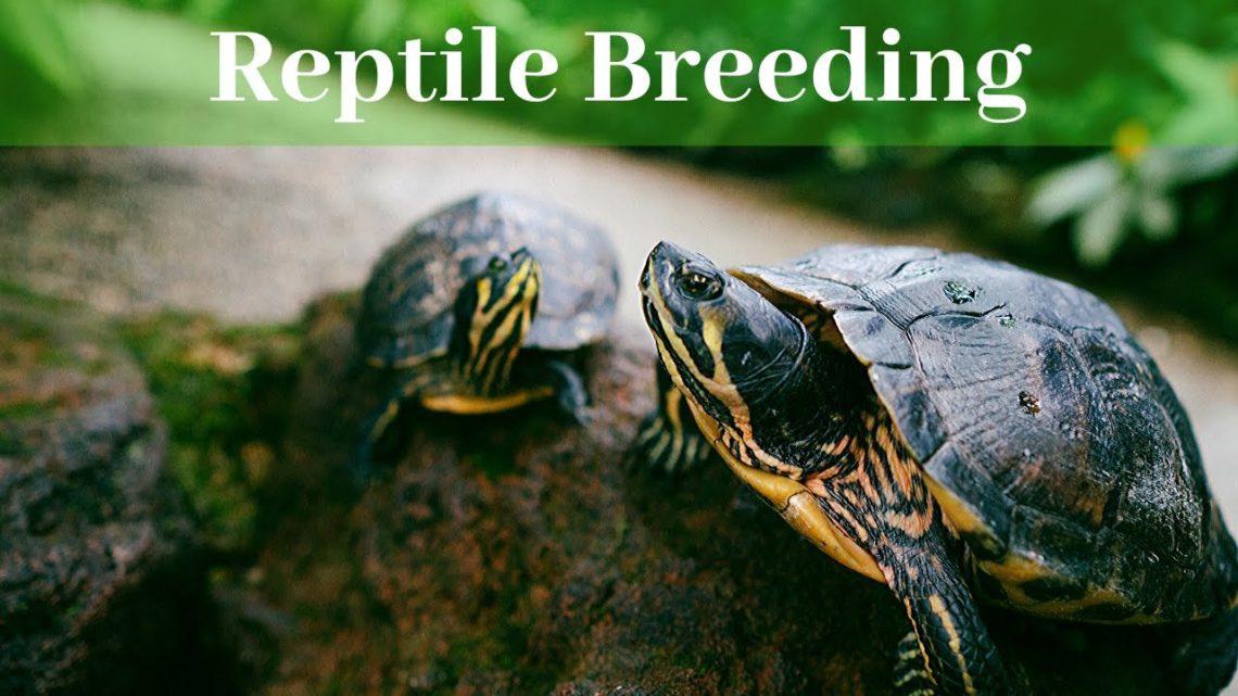 Before You Breed Reptiles Watch This! | Is Breeding Right For You ...