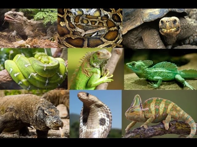 15 Amazing Facts About Reptiles – Reptile Keeper