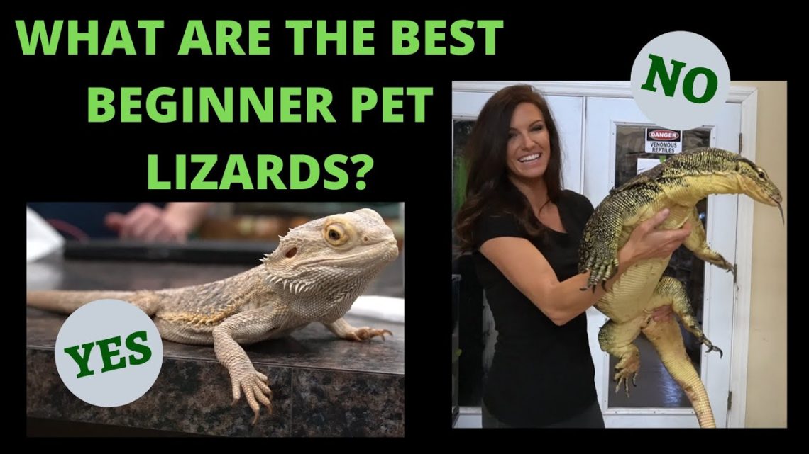 WHAT ARE THE BEST BEGINNER PET LIZARDS? Best Beginner ...