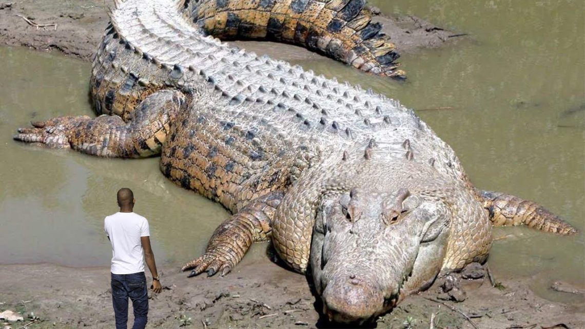 10 Largest Reptiles in the World – Reptile Keeper