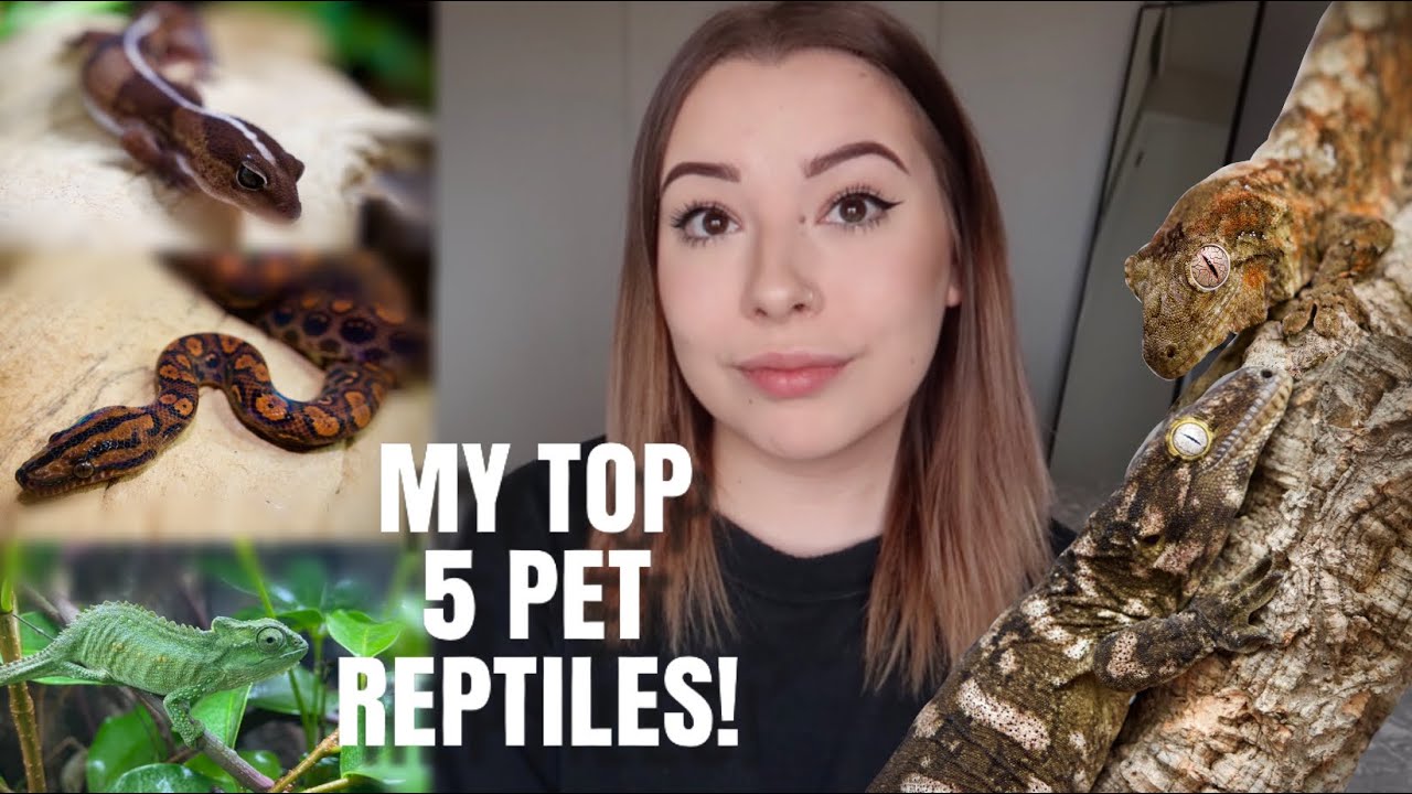 My Top 5 Pet Reptiles I’ve Owned! – Reptile Keeper