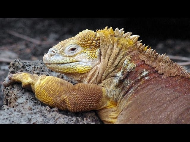 Reptiles of Galapagos Islands – Reptile Keeper