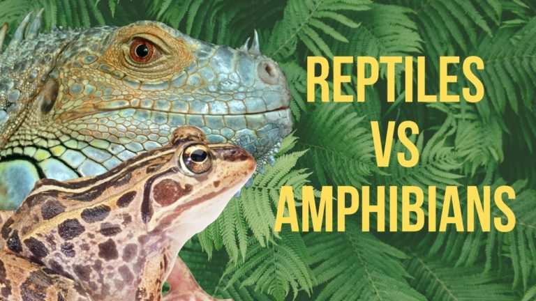 What’s the Difference Between REPTILES and AMPHIBIANS? – Reptile Keeper