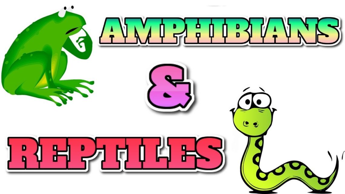 [Animal 59] REPTILES AND AMPHIBIANS DIFFERENCE AND SIMILARITIES