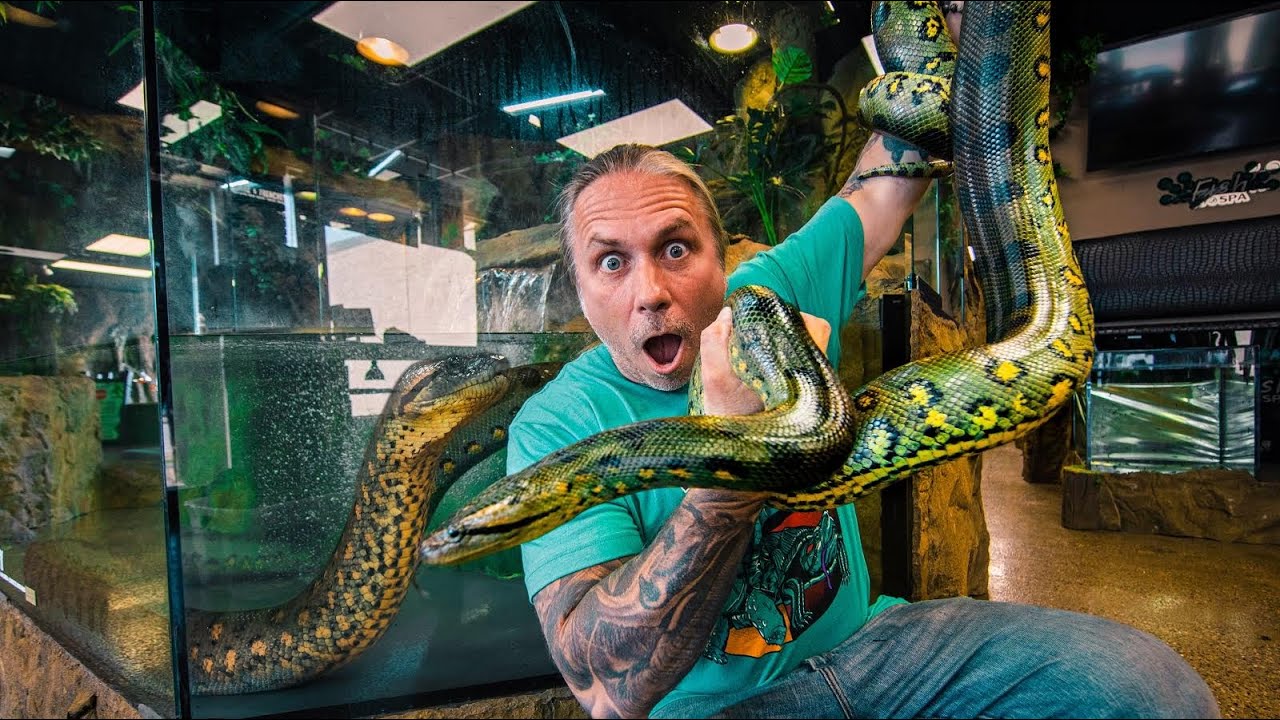 GETTING MY HUGE ANACONDA A BOYFRIEND!! NEW ANACONDA!! | BRIAN BARCZYK ...