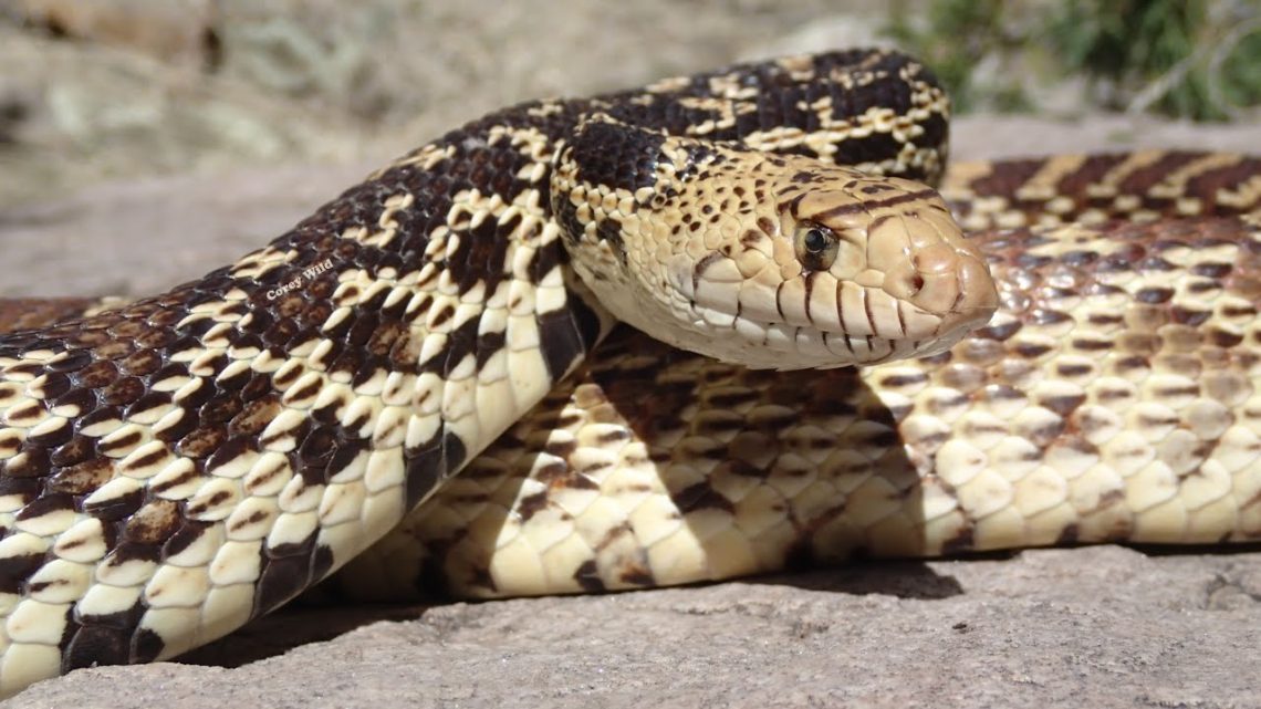 BULL SNAKE VENOMOUS? Gopher Snake? -SNAKE MAN SNAKES USA – REPTILES