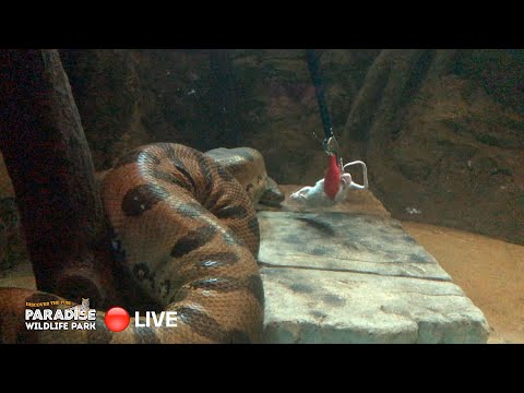 what is the largest anaconda ever caught