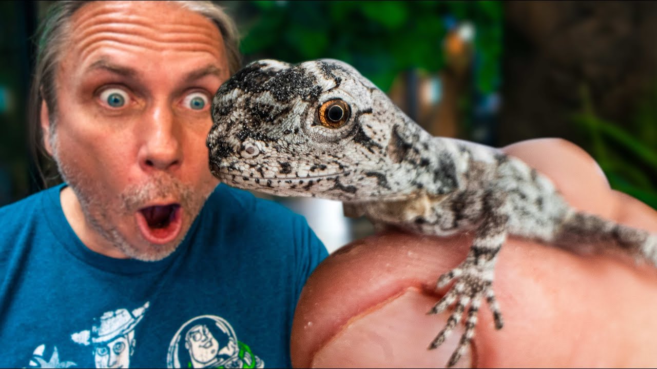 BABY FRILLED DRAGONS ARE HATCHING!! | BRIAN BARCZYK – Reptile Keeper