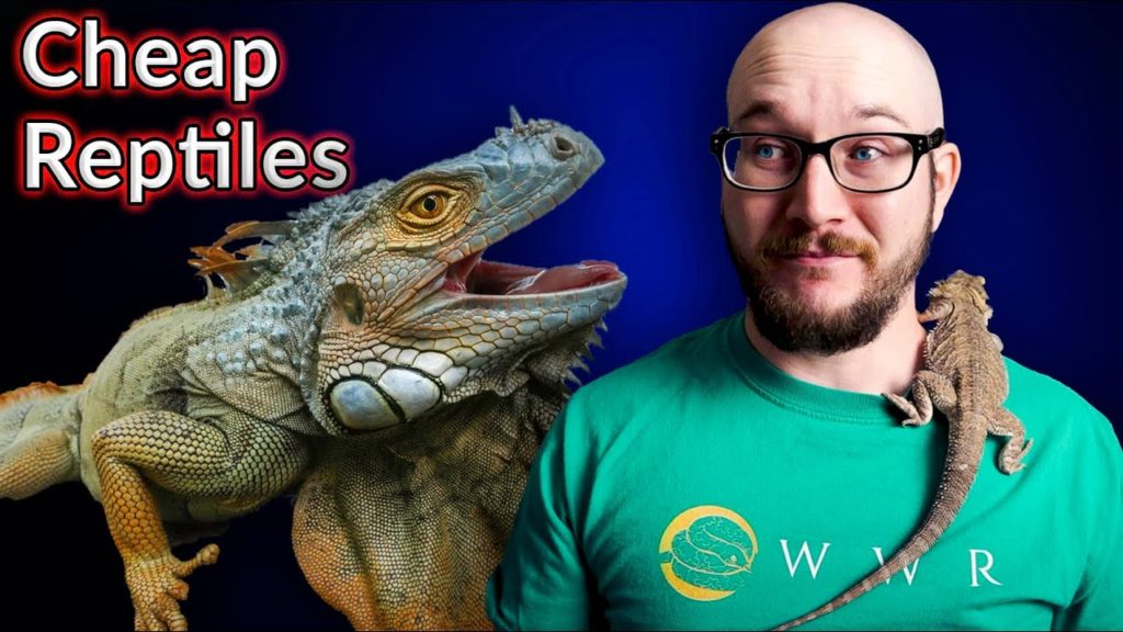 Top 5 Cheapest Reptiles | Are Cheap Reptiles Actual Cheap? – Reptile Keeper