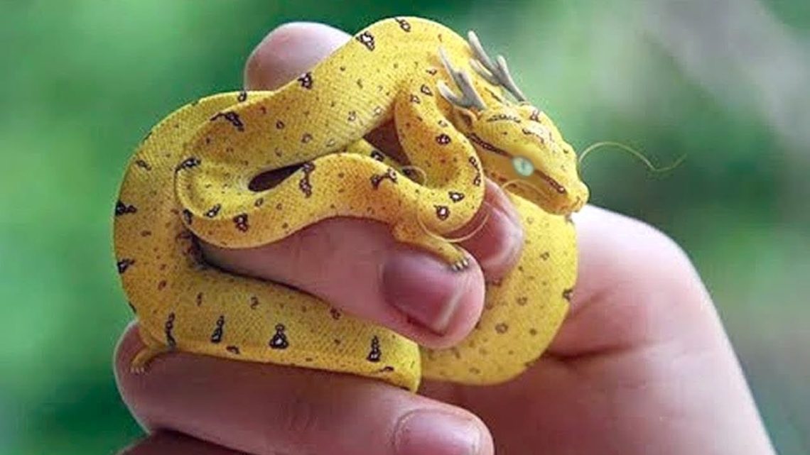 15 Most Unique Exotic Reptiles In The World Reptile Keeper