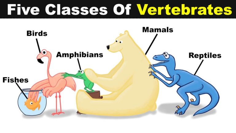 Five Classes Of Vertebrate Animals Fish Birds Reptiles Amphibians And 
