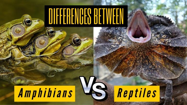 Key The Differences Between Amphibians and Reptiles – Comparison and