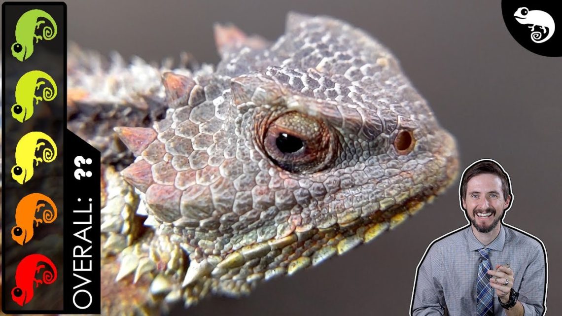 Horned Lizard, The Best Pet Lizard? - Reptile Keeper