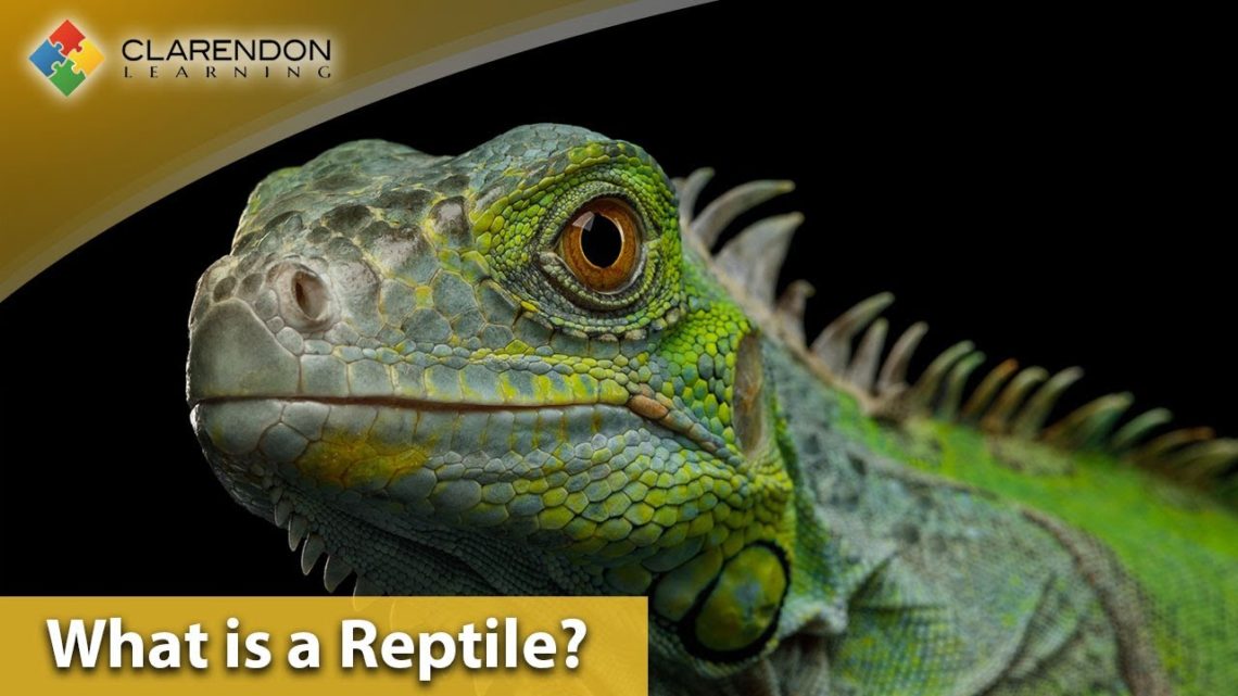 What Is A Reptile? | Let’s Learn All About Reptiles For Kids ...