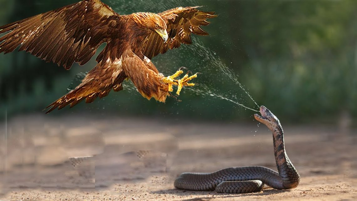The Meaning Behind Eagle Fighting Snake Tattoos - wide 4