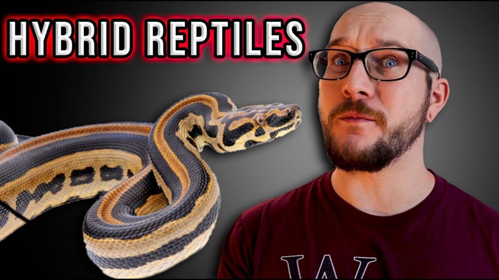 Top 5 Most Insane Hybrid Reptiles Reptile Keeper