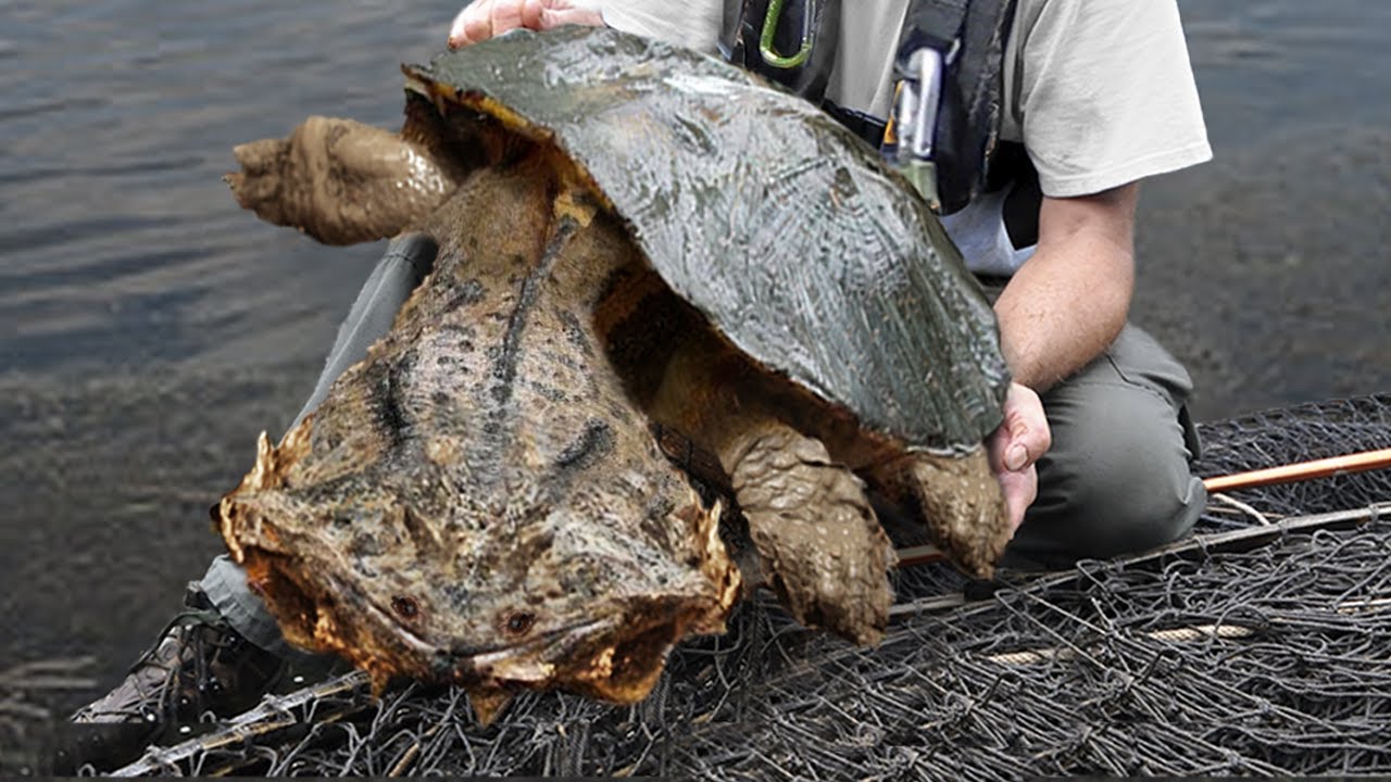 10 Most Dangerous Reptiles In The World! – Reptile Keeper