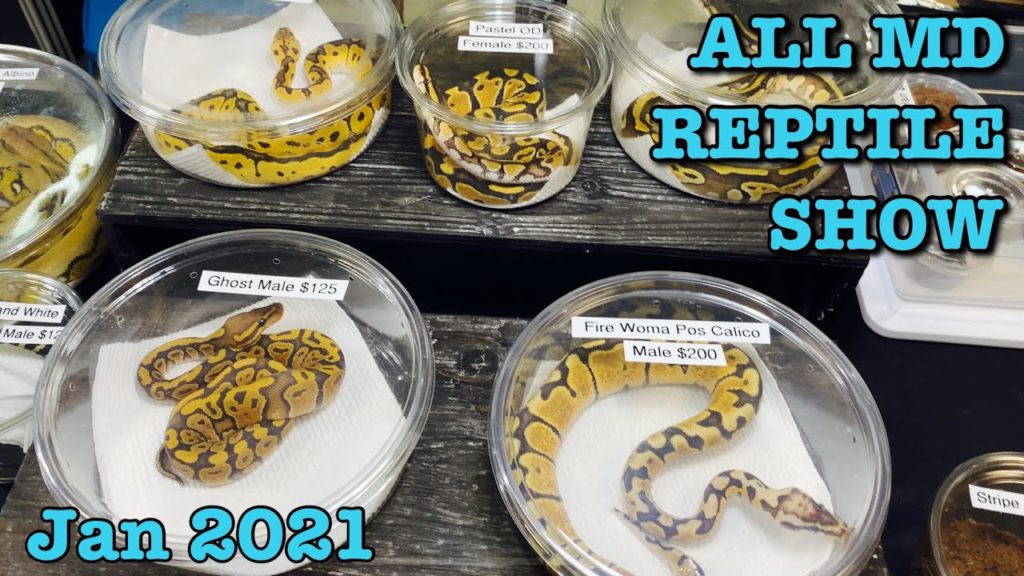 ALL MARYLAND REPTILE SHOW (Jan 2021) Reptile Expo Ball Python