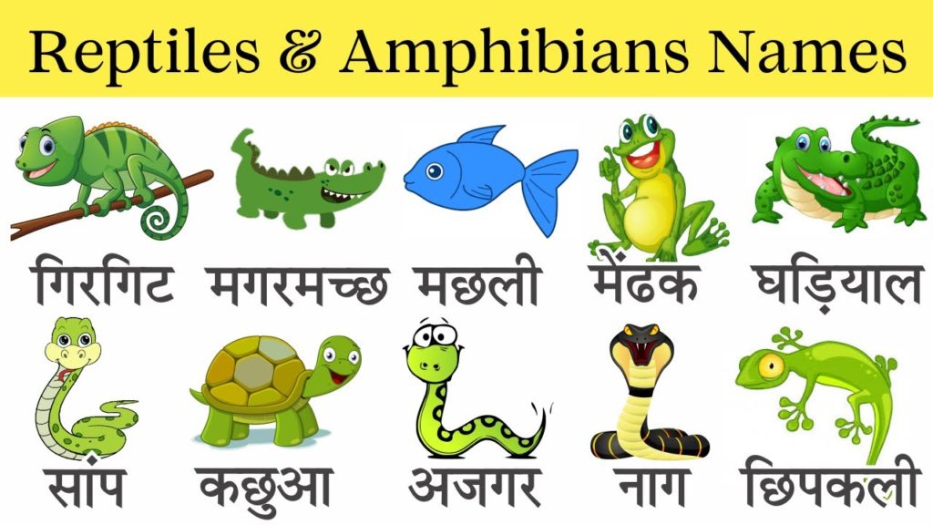 Reptiles and Amphibians Names In English & Hindi With Pictures | सरीसृप