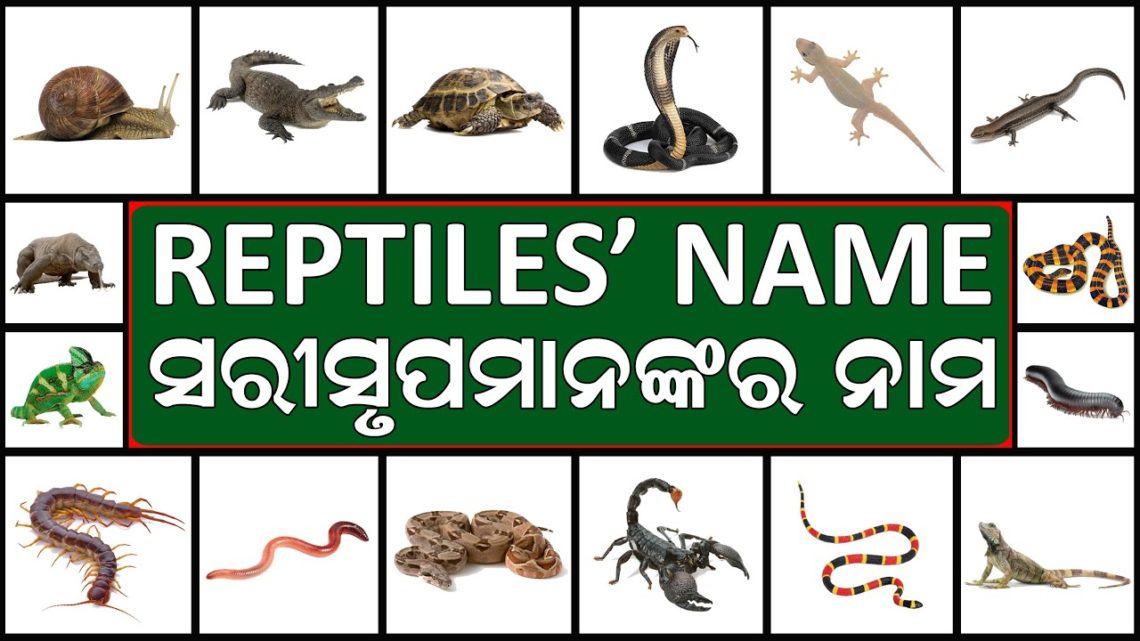 Reptiles Name In English And Odia Name Of Reptiles With Images