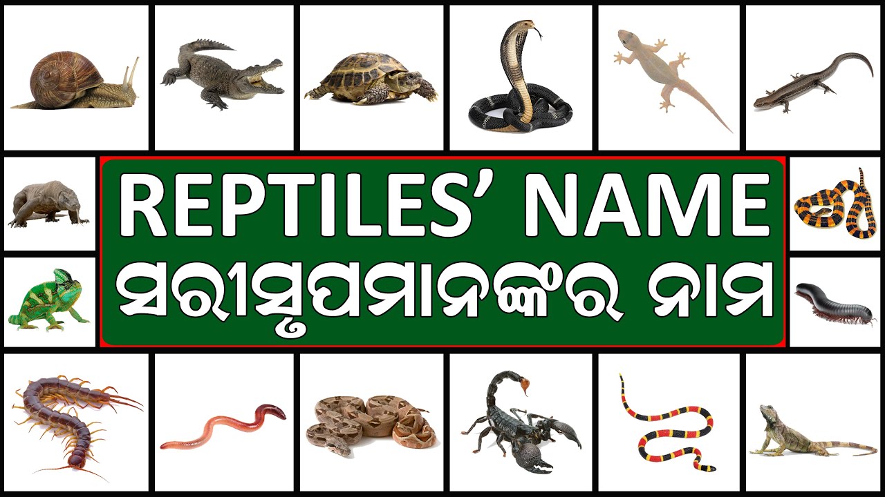 Reptiles names. Пресмыкающиеся на английском. 10 Слов Reptiles. Reptiles a picture in English.