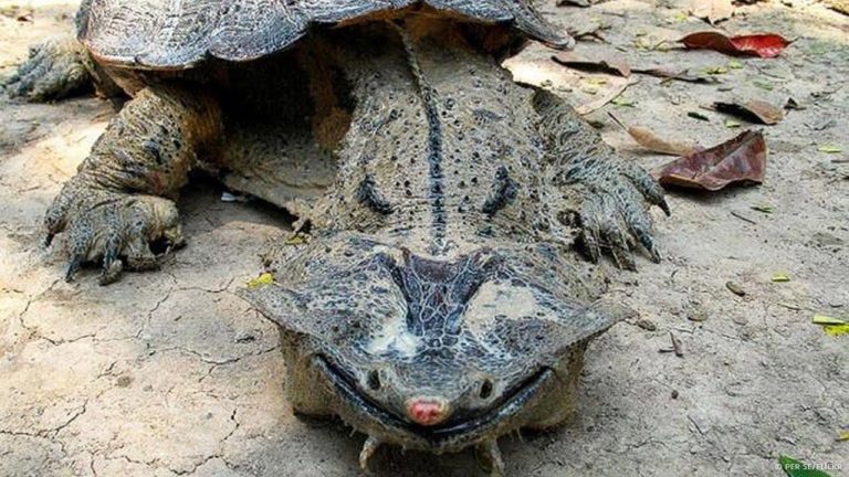 largest flying reptile